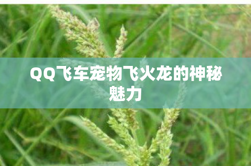 QQ飞车宠物飞火龙的神秘魅力图片