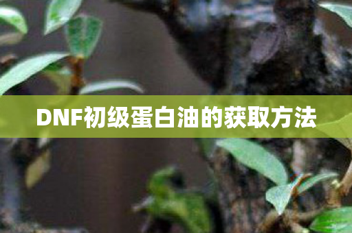 DNF初级蛋白油的获取方法图片