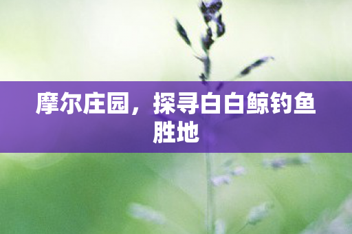 探寻白白鲸钓鱼胜地图片