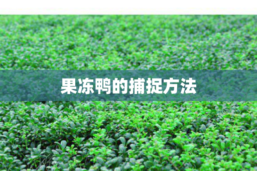果冻鸭的捕捉方法图片