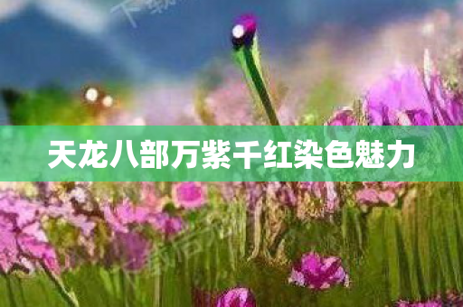天龙八部万紫千红染色魅力图片