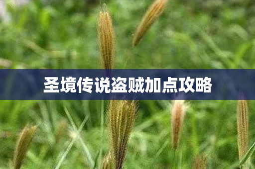 圣境传说盗贼加点攻略图片