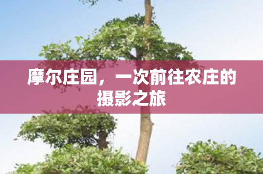 一次前往农庄的摄影之旅图片