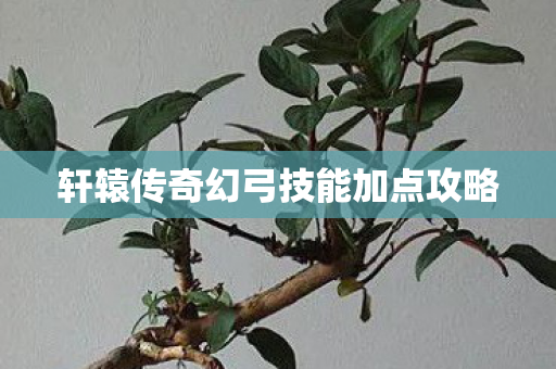 轩辕传奇幻弓技能加点攻略图片