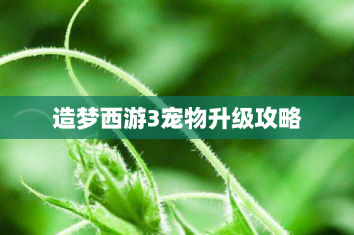 造梦西游3宠物升级攻略图片