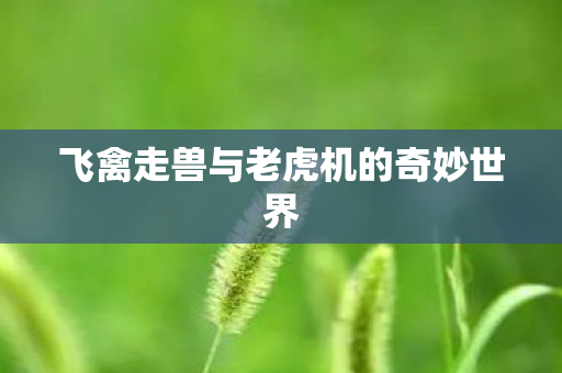 飞禽走兽与老虎机的奇妙世界图片