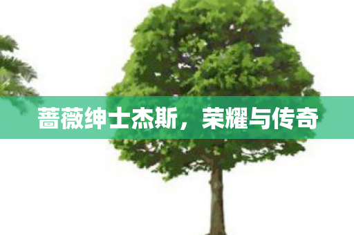 蔷薇绅士杰斯图片