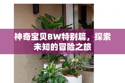 神奇宝贝BW特别篇图片