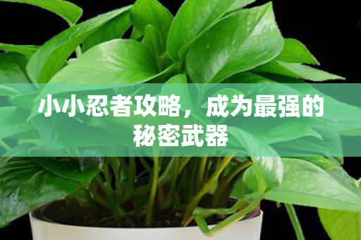 成为最强的秘密武器图片