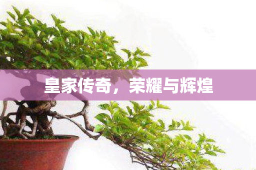 荣耀与辉煌图片