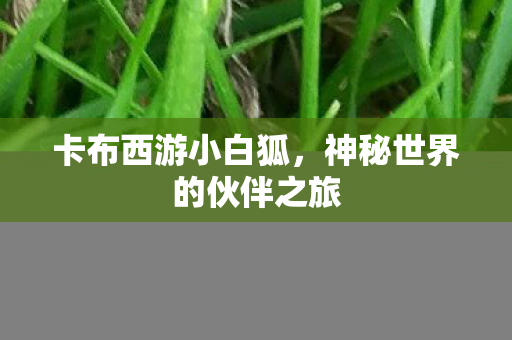 神秘世界的伙伴之旅图片
