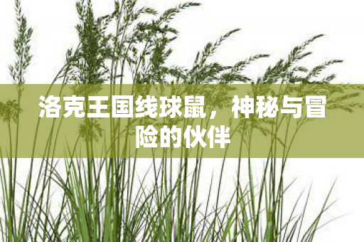 神秘与冒险的伙伴图片