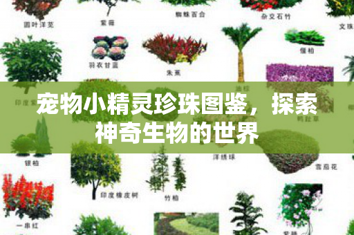 宠物小精灵珍珠图鉴图片