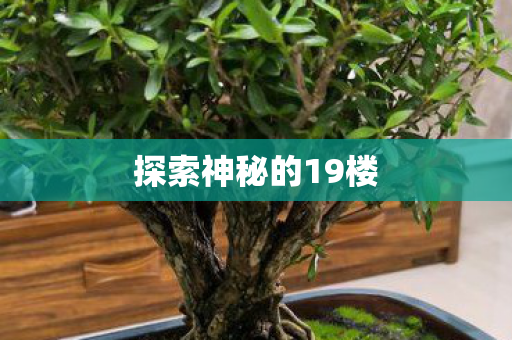 探索神秘的19楼图片