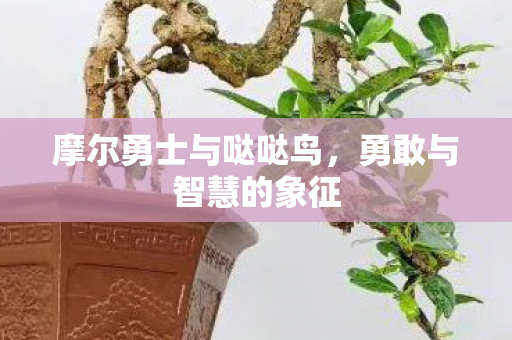摩尔勇士与哒哒鸟图片