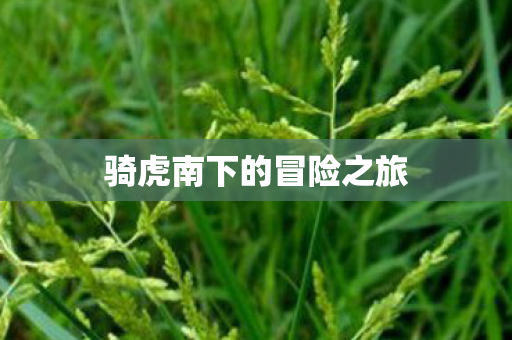 骑虎南下的冒险之旅图片