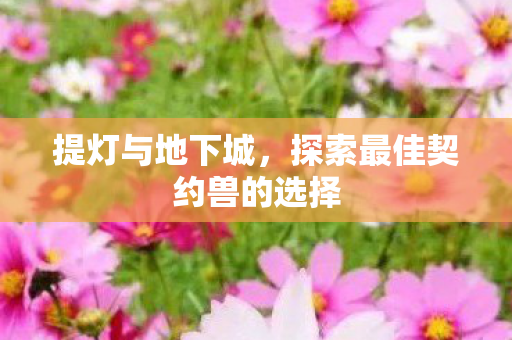 探索最佳契约兽的选择图片