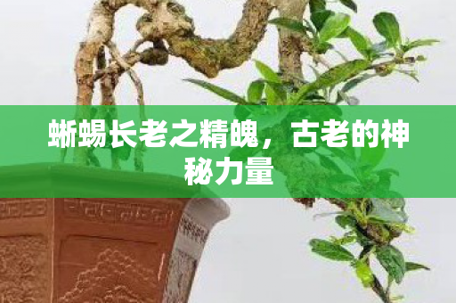 蜥蜴长老之精魄图片