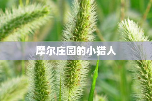 摩尔庄园的小猎人图片