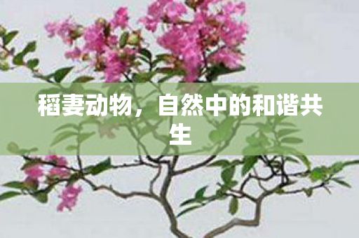自然中的和谐共生图片
