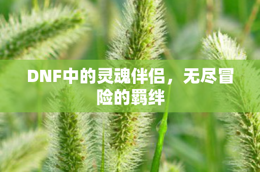 DNF中的灵魂伴侣图片