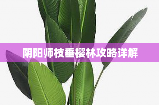 阴阳师枝垂樱林攻略详解图片