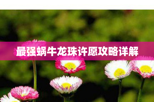 最强蜗牛龙珠许愿攻略详解图片