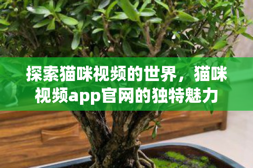猫咪视频app官网的独特魅力图片