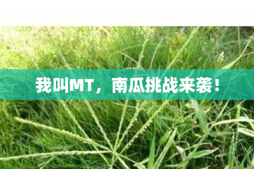 南瓜挑战来袭图片