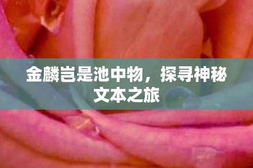 探寻神秘文本之旅图片