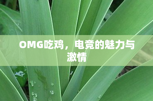 电竞的魅力与激情图片