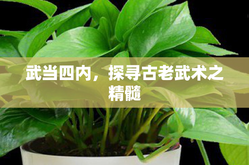 探寻古老武术之精髓图片