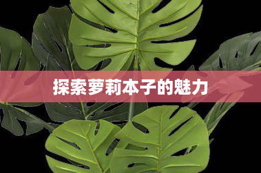 探索萝莉本子的魅力图片