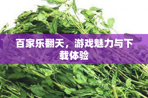 游戏魅力与下载体验图片