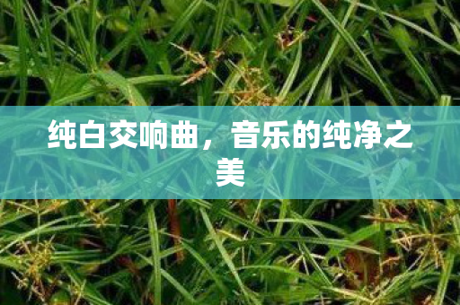 音乐的纯净之美图片