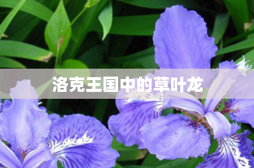 洛克王国中的草叶龙图片