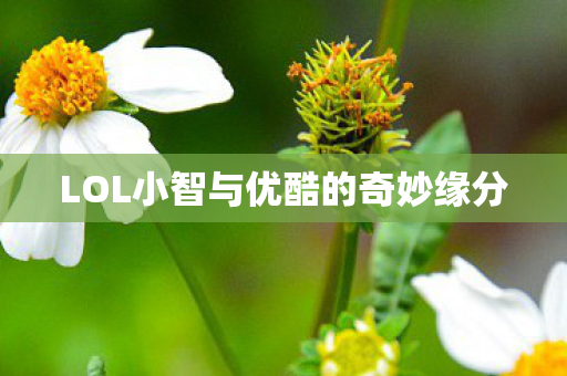 LOL小智与优酷的奇妙缘分图片