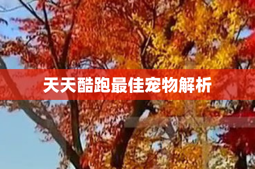 天天酷跑最佳宠物解析图片