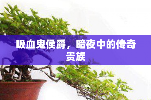 暗夜中的传奇贵族图片