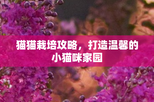 打造温馨的小猫咪家园图片
