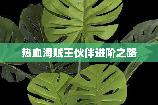 热血海贼王伙伴进阶之路图片