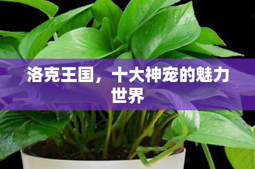 十大神宠的魅力世界图片
