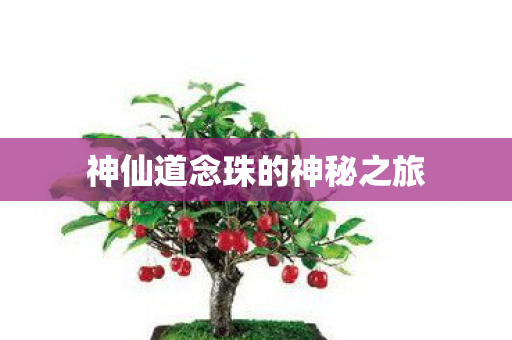 神仙道念珠的神秘之旅图片