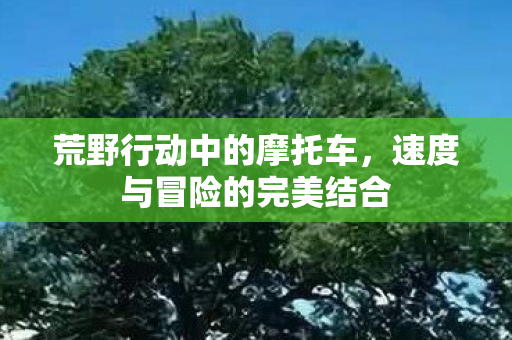 速度与冒险的完美结合图片
