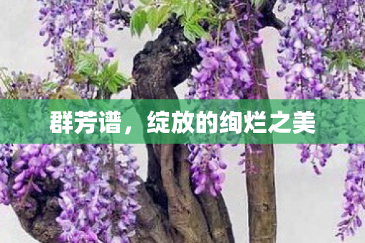 绽放的绚烂之美图片