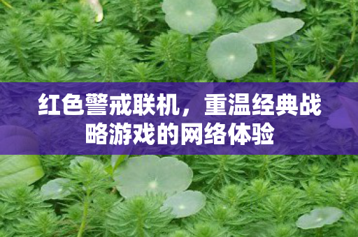 重温经典战略游戏的网络体验图片