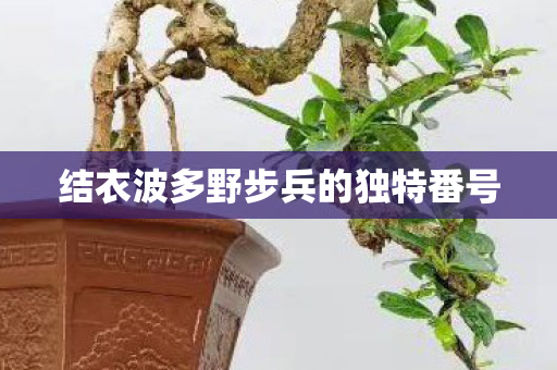 结衣波多野步兵的独特番号图片