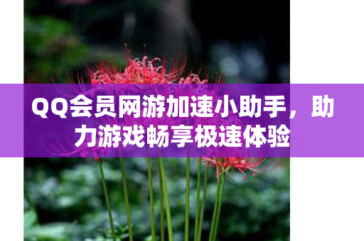 QQ会员网游加速小助手图片
