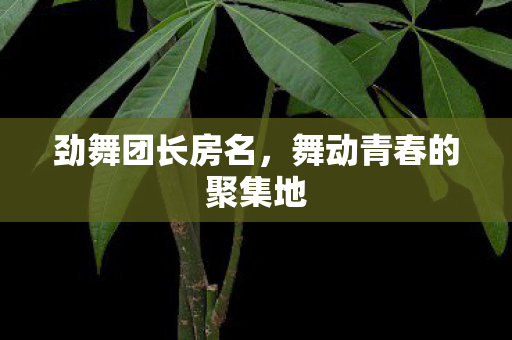 舞动青春的聚集地图片