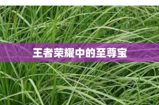 王者荣耀中的至尊宝图片